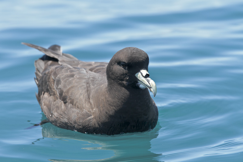 White-chinned Petrel