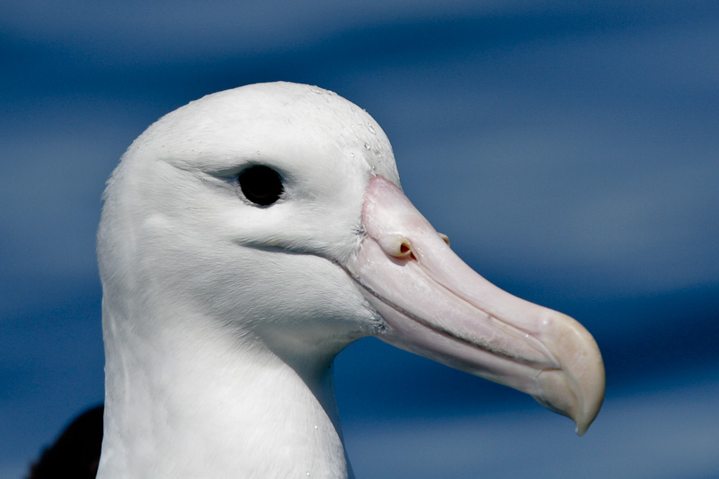 Gibson Wandering Albatross