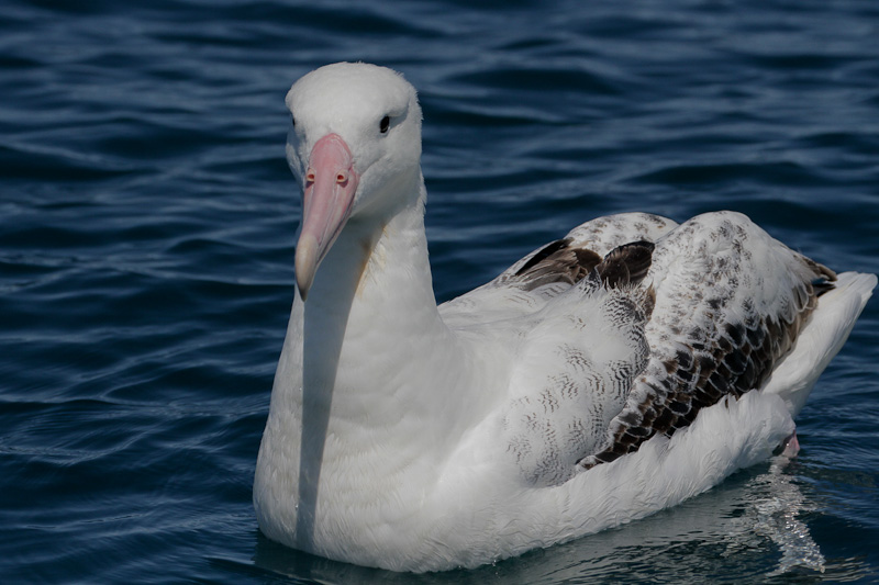Gibson Wandering Albatross