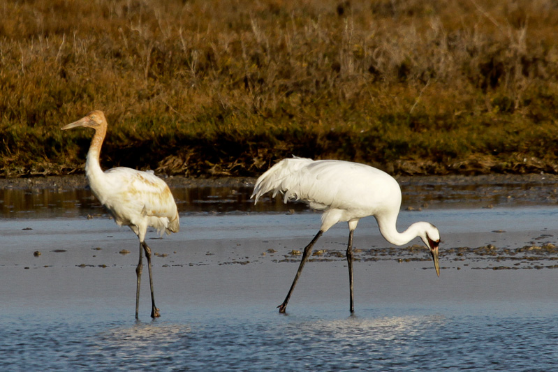 Whooping Crane