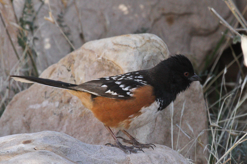 Spotted Towhee