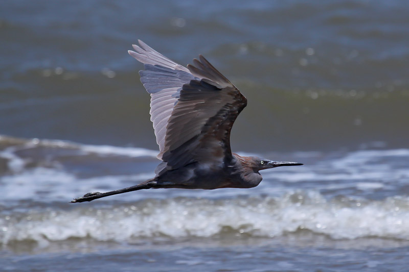 Reddish Egret