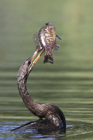 Anhinga