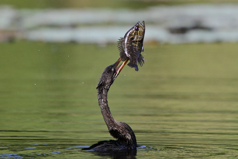 Anhinga