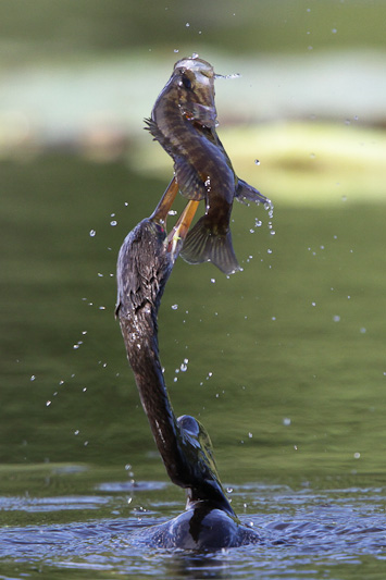 Anhinga