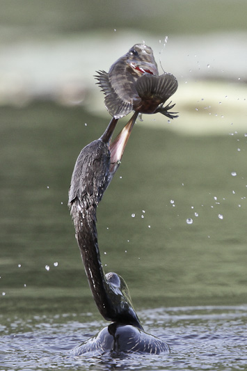 Anhinga