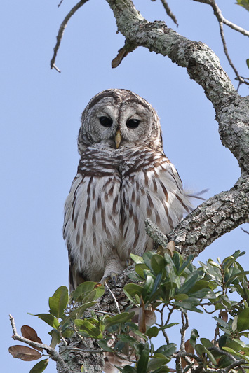 Barred Owl