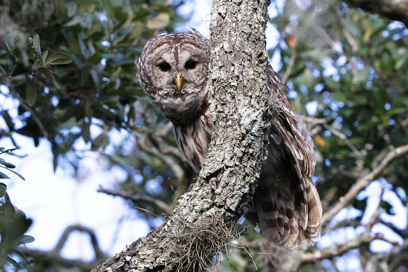 Barred Owl