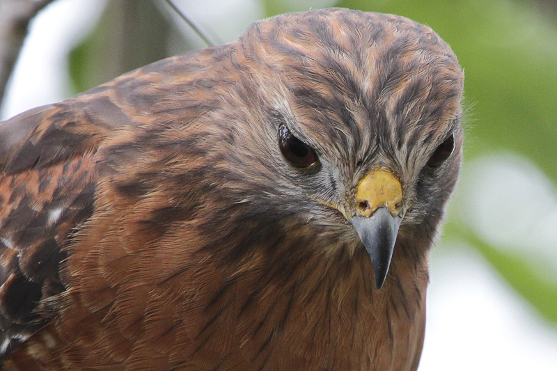 Red-shouldered Hawk