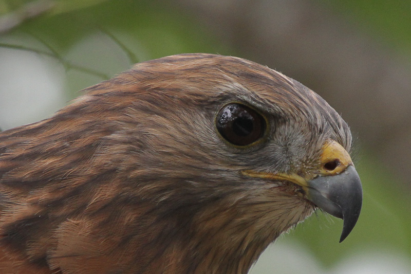 Red-shouldered Hawk