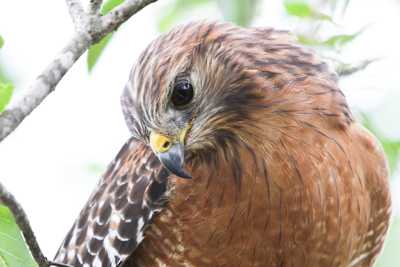 Red-shouldered Hawk 