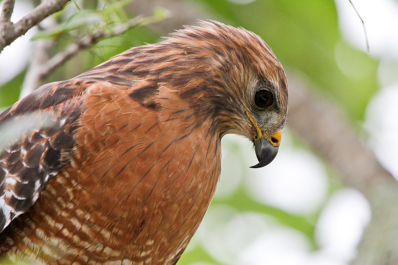 Red-shouldered Hawk
