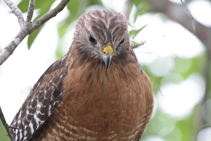 Red-shouldered Hawk