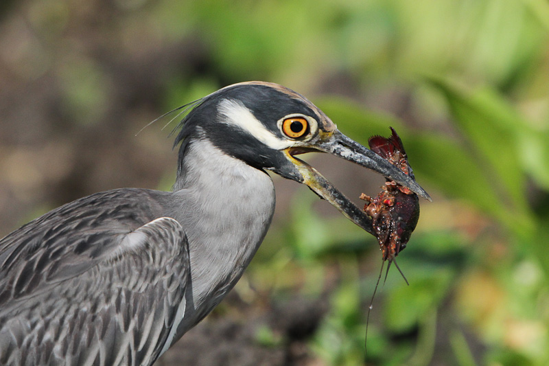 Yellow-crowned Night-Heron