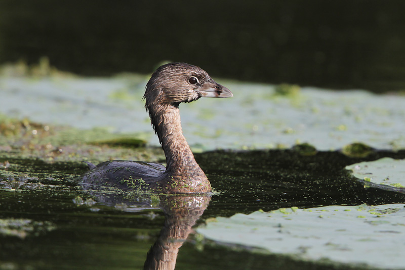 Pied-billed Grebe