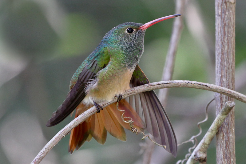 Buff-bellied Hummingbird