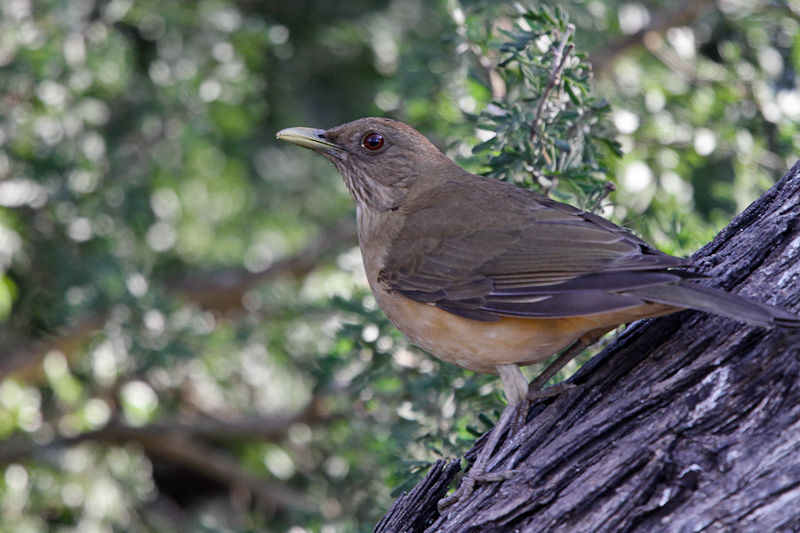 Clay-colored Thrush 