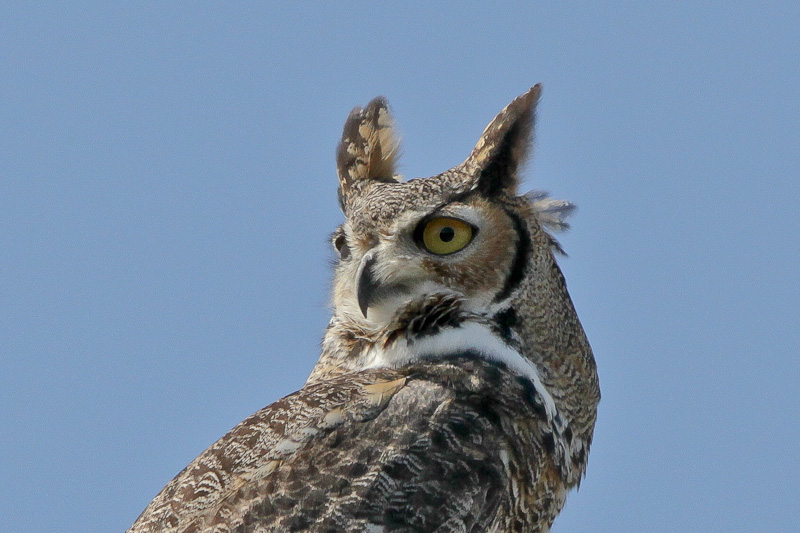 Great Horned Owl