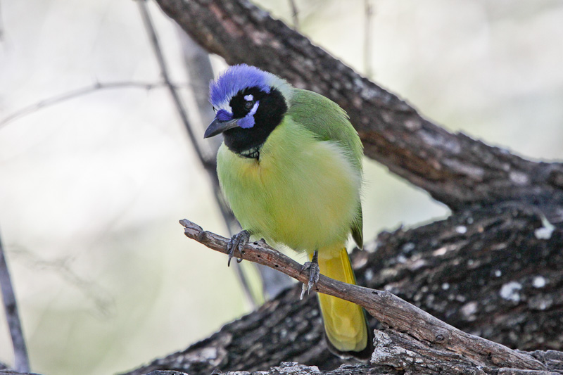 Green Jay