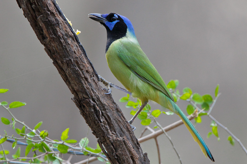 Green Jay