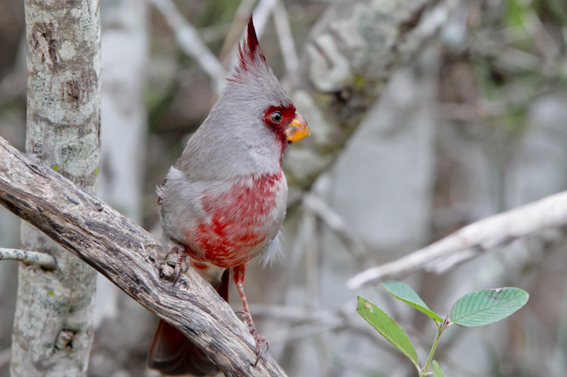 Pyrrhuloxia