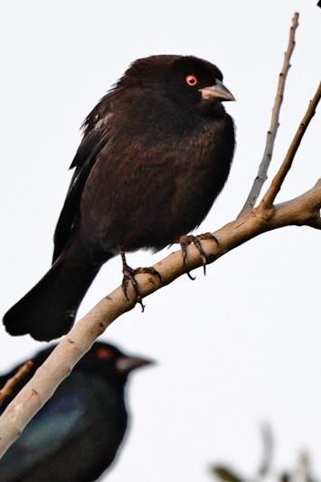 Bronzed Cowbird