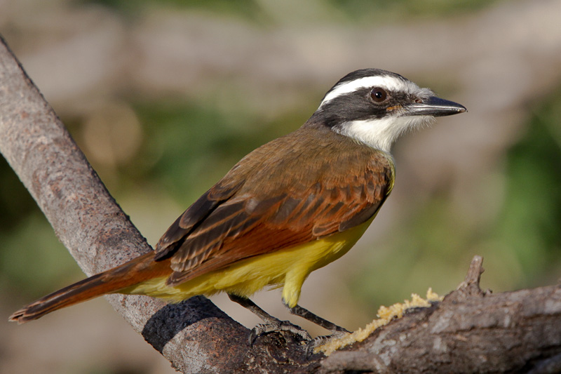 Great Kiskadee