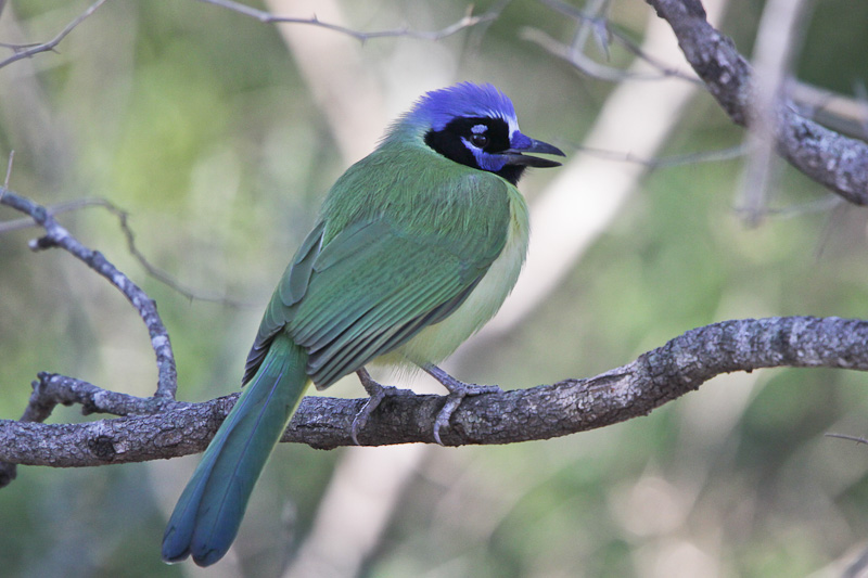 Green Jay