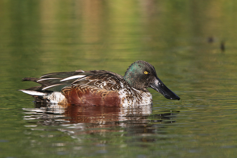 Northern Shoveler