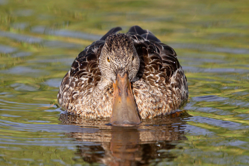 Northern Shoveler     