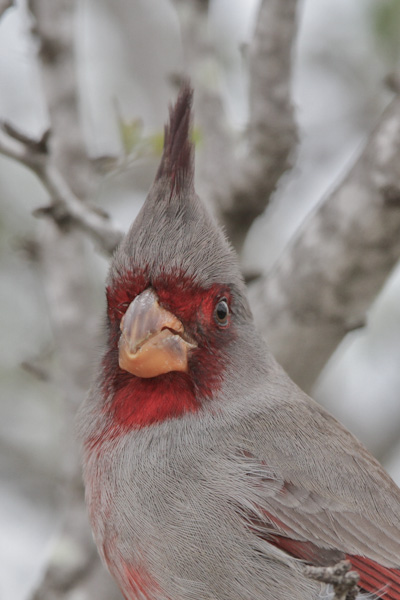 Pyrrhuloxia