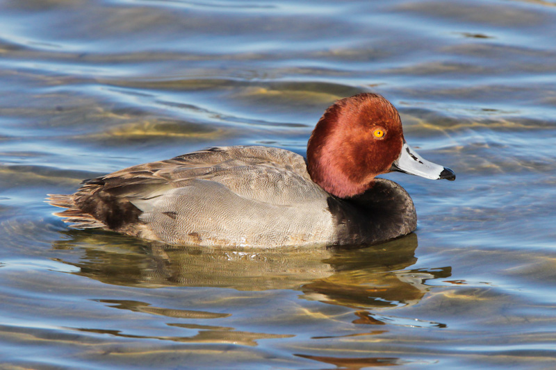 Redhead 