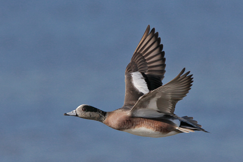 American Wigeon 