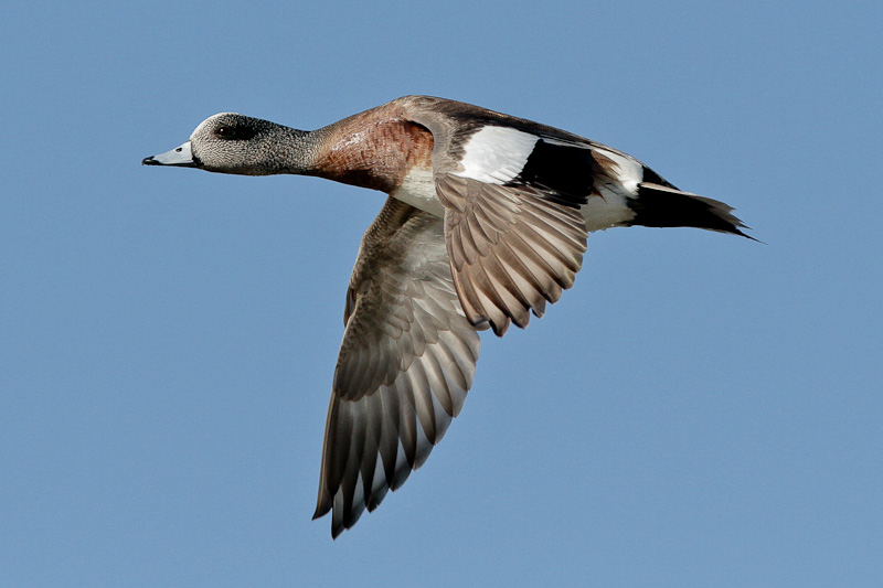 American Wigeon