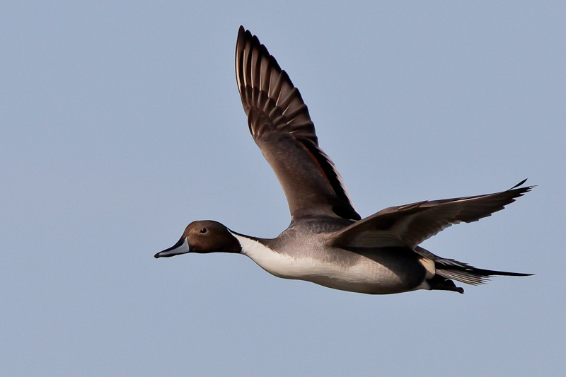 Northern Pintail