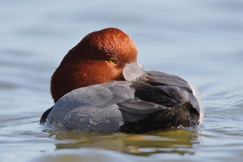 Redhead