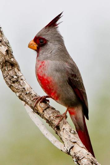 Pyrrhuloxia