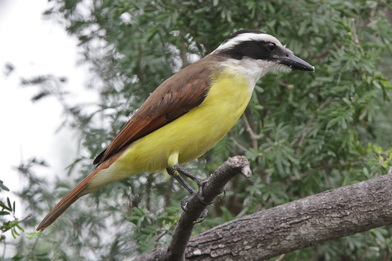 Great Kiskadee