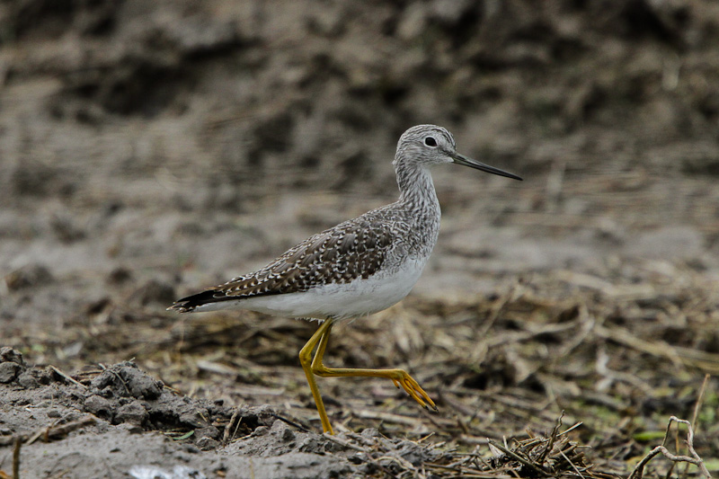 Greater Yellowlegs