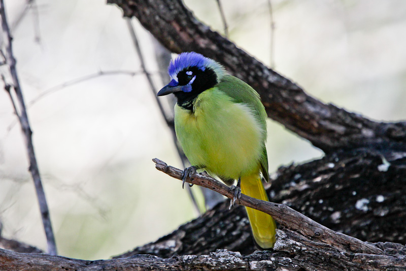 Green Jay
