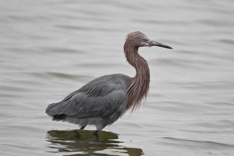 Reddish Egret