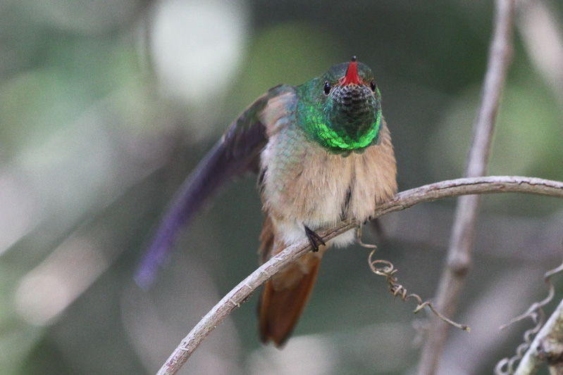 Buff-bellied Hummingbird