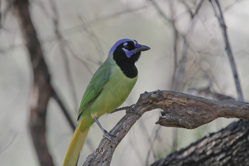 Green Jay 