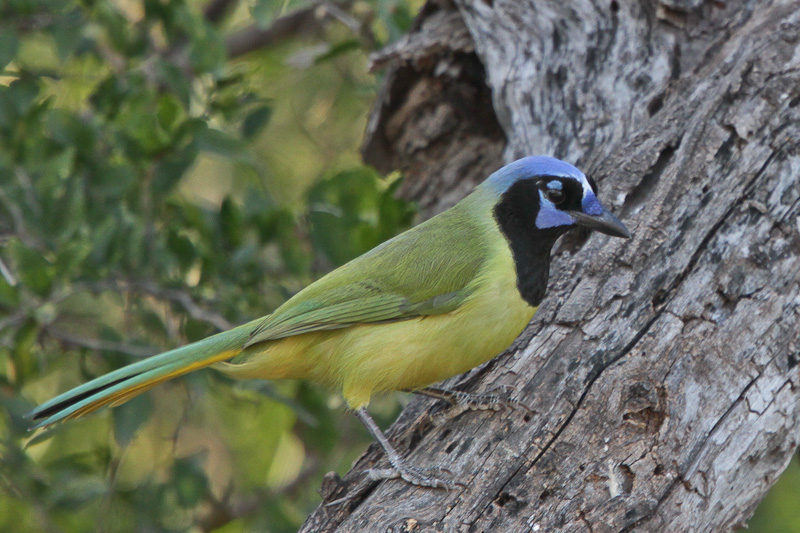 Green Jay
