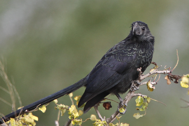 Grooved-billed Ani