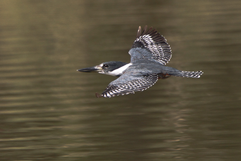 Ringed Kingfisher