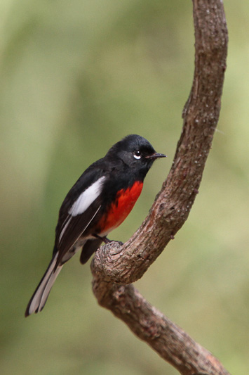 Painted Redstart 