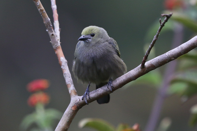 Palm Tanager