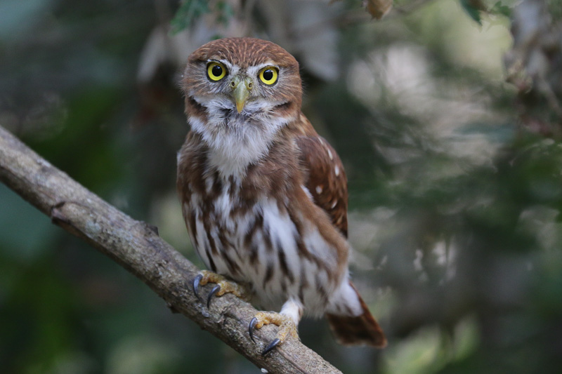 Ferruginous Pygmy-Owl
