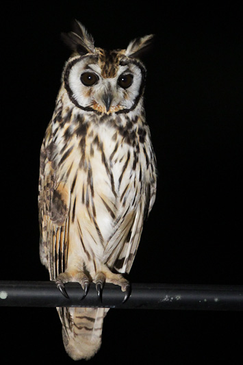 Striped Owl